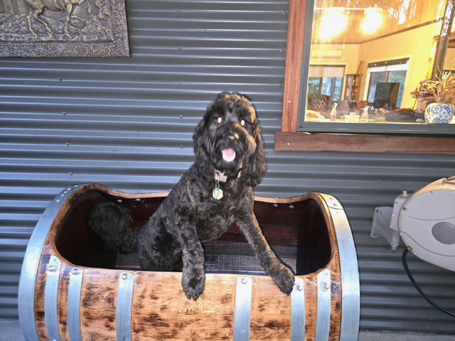 dog inside a barrel bath